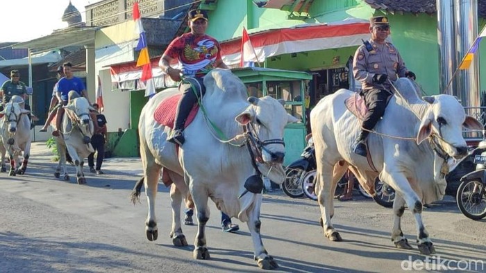 Pawai sapi jumbo di kota Kecamatan Jatinom, Klaten, Rabu (6/8/2025)
