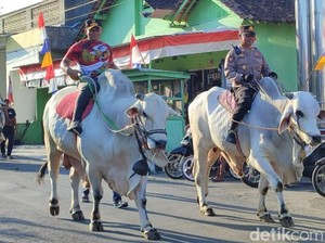 Lenggak-lenggok Puluhan Sapi Jumbo Meriahkan Tradisi Yaaqawiyyu di Jatinom