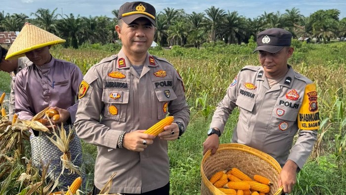 Polsek Bukit Kapur, Polres Dumai panen raya jagung di lahan seluas 1 hektare, Selasa (5/8/2025).