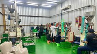 Kopi yang sudah siap akan dikemas pada bungkus-bungkus yang sudah tersedia. PT Bumi Boga Laksmi yang dalam sehari mampu memproduksi hingga 17 ton kopi sendiri, juga sampai mengekspor produk kopi kemasan buatan mereka. Foto: Andi Annisa/detikcom