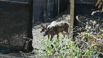 Rusa-Rusa Menggemaskan Ini Kini Hidup Bebas di Hutan Bali