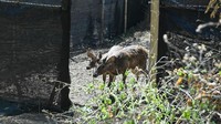 Rusa-rusa tersebut merupakan hasil pengembangbiakan dari lembaga konservasi Bali Zoo. Dengan rentang usia mulai dari 4 bulan hingga 7 tahun, mereka dilepasliarkan sebagai bagian dari upaya memperkuat populasi satwa dilindungi serta menjaga keseimbangan ekosistem di kawasan konservasi. ANTARA FOTO/Fikri Yusuf