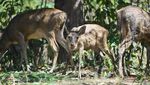 Rusa-Rusa Menggemaskan Ini Kini Hidup Bebas di Hutan Bali