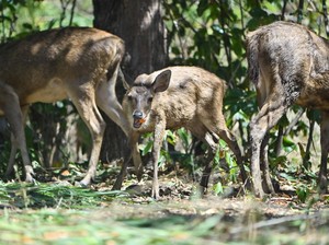 Viral Rusa Berkeliaran di Jalanan Sleman, Pemiliknya Akhirnya Terungkap