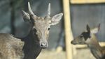 Rusa-Rusa Menggemaskan Ini Kini Hidup Bebas di Hutan Bali