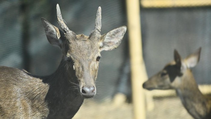 Rusa-Rusa Menggemaskan Ini Kini Hidup Bebas di Hutan Bali Dua ekor rusa timor (Rusa timorensis) berada di dalam kandang adaptasi sebelum dilepasliarkan di Taman Nasional Bali Barat (TNBB), Buleleng, Bali, Rabu (6/8/2025). Sebanyak 12 ekor rusa timor dengan rentang usia 4 bulan hingga 7 tahun yang merupakan hasil pengembangbiakan lembaga konservasi Bali Zoo dilepasliarkan untuk memperkuat populasi dan menjaga konservasi satwa dilindungi itu. ANTARA FOTO/Fikri Yusuf