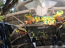 Kondisi Satwa Bandung Zoo di Tengah Konflik Dualisme Kepengurusan