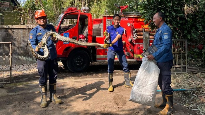 Damkar Sleman mengevakuasi ular sanca sepanjang 3 meter yang hendak memangsa ayam milik warga Tiyasan, Condongcatur, Depok, Sleman, Kamis (7/8/2025)