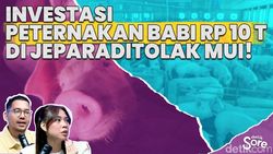 Video: Bagaimana Kelanjutan Investasi Peternakan Babi Rp 10 T di Jepara?