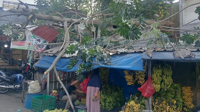 Pohon tumbang di Bogor. (Dok. BPBD Bogor)