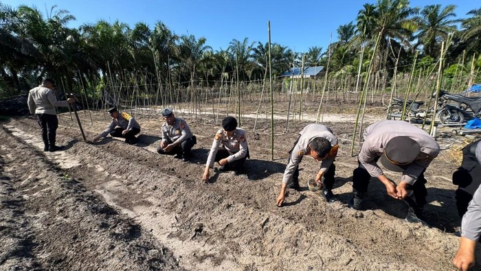 Polres Dumai dan Kelompok Tani melakukan penanaman jagung pipil demi mewujudkan ketahanan pangan nasional, Rabu (6/8/2025).