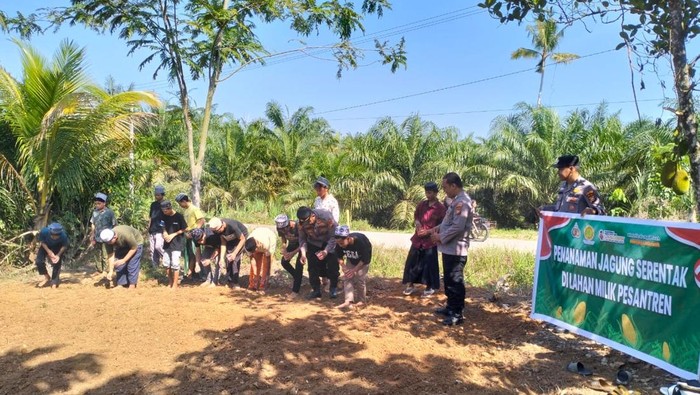 Polres Rohul tanam jagung bareng santri di 4 pondok pesantren, Kamis (7/8/2025).