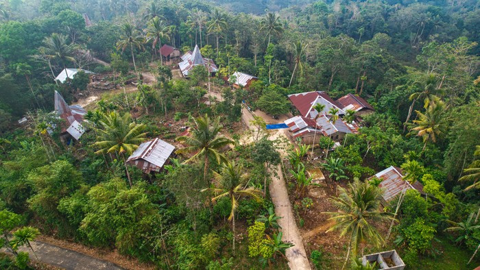 Porang dan Kemiri, Harta Karun Tersembunyi di Desa Terpencil Sumba