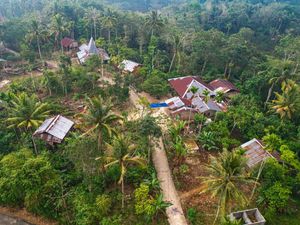 Porang dan Kemiri, Harta Karun Tersembunyi di Desa Terpencil Sumba