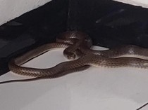 Paniknya Warga Sukabumi Saat Temukan Ular di Teras Rumah