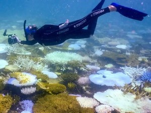 Great Barrier Reef di Ambang Krisis, Catat Rekor Kehilangan Karang