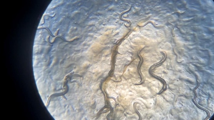 Temuan spesies baru cacing Nematoda oleh tim peneliti Universitas Brawijaya Malang.