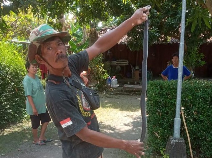 Ular kobra Jawa diamankan di Cawas, Klaten, Kamis (7/8/2025).