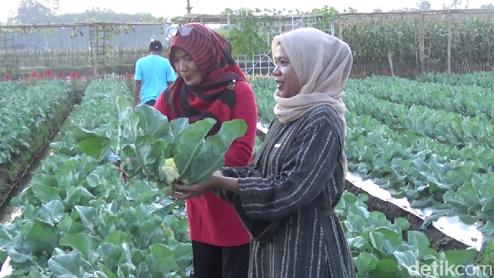 Warga yang belanja sayur organik di Lumajang