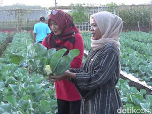 Belanja Sayur Langsung Petik di Lahan Petani Lumajang, Murah dan Segar!