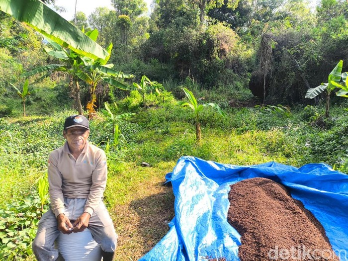 Wayad di samping cengkeh yang sedang dikeringkan