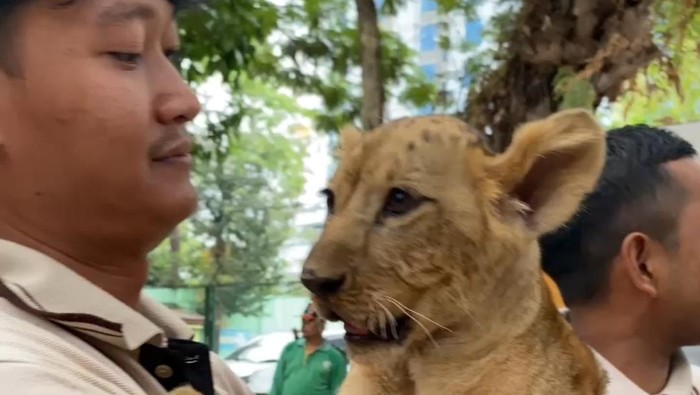 Bayi singa di KBS yang akan segera dikenalkan kepada pengunjung.