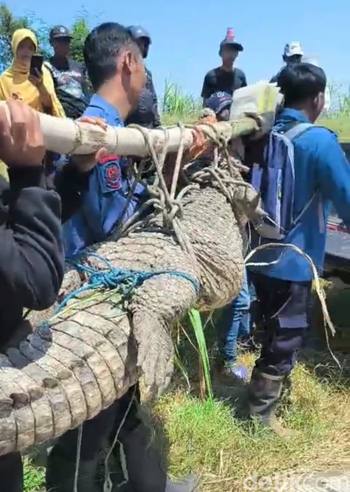 Evakuasi buaya di Sidoarjo