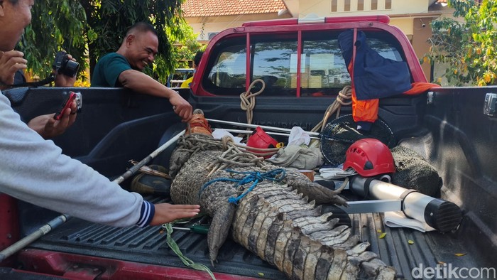 Evakuasi buaya di Sidoarjo