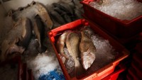 Serikat pekerja memprediksi bahwa para nelayan akan mendapatkan penurunan harga mulai minggu ini, sementara konsumen Brasil kemungkinan akan menemukan ikan yang lebih murah di rak supermarket dalam waktu satu bulan. Foto: REUTERS/Ricardo Moraes