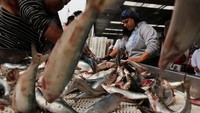 Para pekerja memilih ikan sarden saat turun dari kapal. Bahkan ketika para produsen berebut mengirimkan barang mereka ke AS sebelum tarif yang berlaku pada hari Rabu, beberapa kapal penangkap ikan telah dikesampingkan untuk mencegah kelebihan produksi, kata pemimpin serikat pekerja tersebut. Foto: REUTERS/Ricardo Moraes