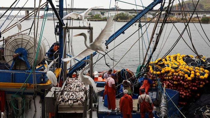 Gelombang Krisis Menyerang Nelayan Brasil Akibat Tarif Ekspor AS Workers select sardines as fishermen unload fish from their boats at a private port in Niteroi, near Rio de Janeiro, Brazil August 5, 2025. REUTERS/Ricardo Moraes