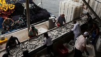 Para pekerja memilih ikan sarden saat para nelayan menurunkan ikan dari kapal. Pajak baru ini membuat masa depan perusahaan perikanan Brasil sangat tidak pasti, yang menjual makanan laut senilai hampir $400 juta ke AS setiap tahunnya, atau sekitar 70% dari ekspor tahunan sektor tersebut. Foto: REUTERS/Ricardo Moraes