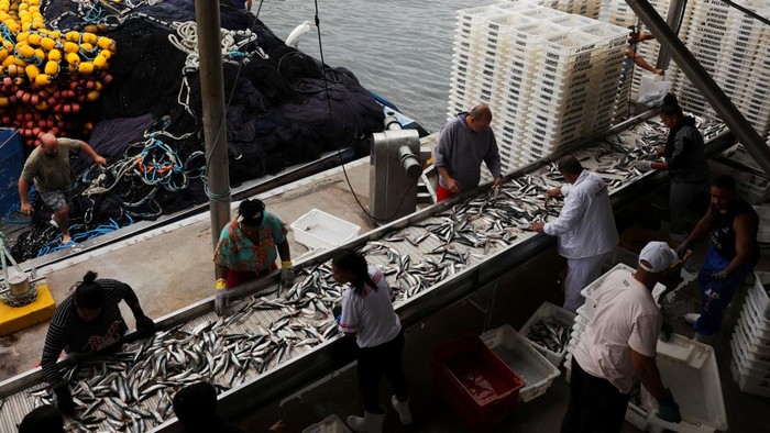 Workers select sardines as fishermen unload fish from their boats at a private port in Niteroi, near Rio de Janeiro, Brazil August 5, 2025. REUTERS/Ricardo Moraes