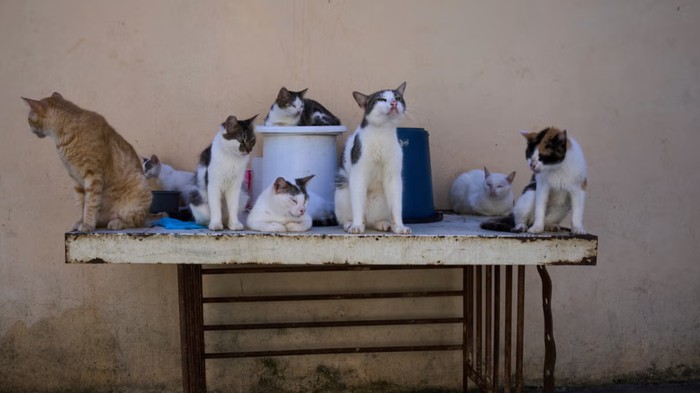 Havana jadi tempat pembuangan kucing liar