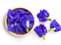 10 Manfaat Bunga Telang Bagi Tubuh Lengkap Cara Mengolahnya, Simak!