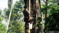 Zakir mengolah gula aren itu dengan skala rumahan, sekali masak dalam satu wajan. Dia hanya dibantu istri. Foto menunjukkan Zakir memanjat pohon aren untuk memanen nira dari dirijen yang sudah ditaruh sejak pagi. (Femi Diah/detikcom)