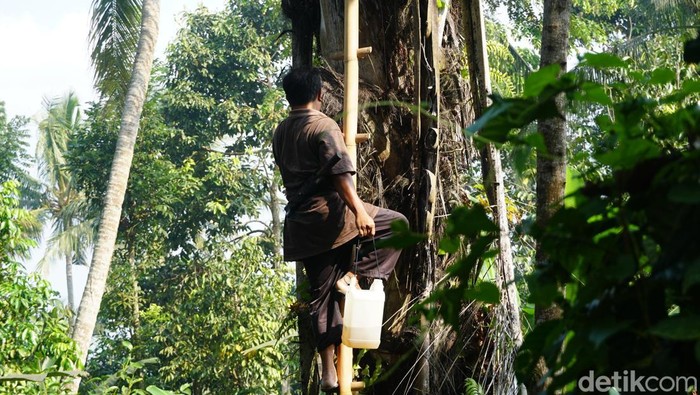 Pak Zakir memanen nira, pemanis alami dari pohon aren sebagai bahan baku gula aren, di Desa Apirai, Batulayar, Lombok Barat, NTB.