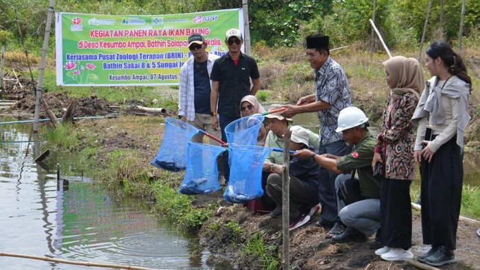 Panen ikan baung (Dok APP Group)