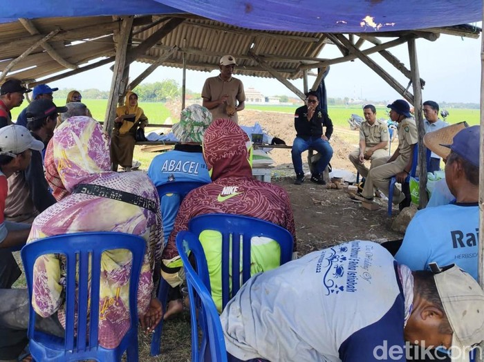 Petani di Desa Larangan, Kecamatan Lohbener, Kabupaten Indramayu mencoba membuat bioyoso untuk menanggulangi hama tikus