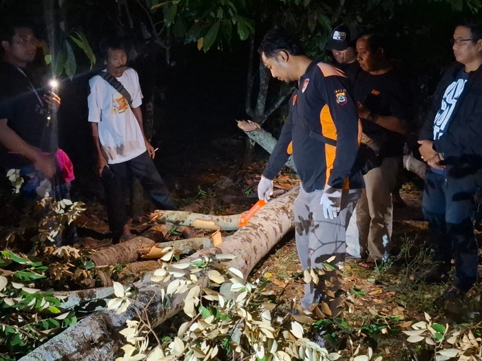 Petugas kepolisian melakukan olah TKP warga tewas tertimpa pohon bayur di Banjar Moding Kaje, Desa Candikusuma, Kecamatan Melaya, Kabupaten Jembrana, Rabu (7/8/2025). (Dok. Polsek Melaya)