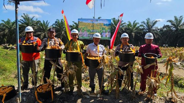 Polsek Inhu dan PT GH sukses panen raya jagung di lahan 1 hektare, Rabu (6/8/2025).