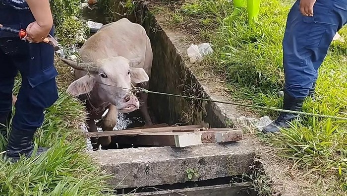 Proses evakuasi kerbau yang terperosok di parit PALI.