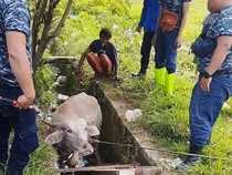 Damkar PALI Diminta Bantu Evakuasi Kerbau Masuk Parit