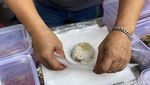 Puas Jajan Martabak Semok hingga Bacimut Pizza Viral di Stasiun Tebet