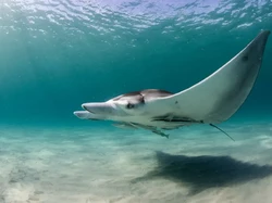 Spesies Pari Manta Baru Ditemukan, yang Ketiga Diketahui di Dunia