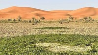 Gurun Sahara tidak selamanya tandus. Selepas hujan deras, gurun Sahara bisa jadi sehijau ini. (dok. Boredpanda)