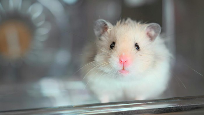 8 Tips Merawat Hamster agar Tidak Cepat Mati, Pemula Wajib Tahu!