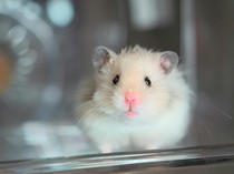 8 Tips Merawat Hamster agar Tidak Cepat Mati, Pemula Wajib Tahu!