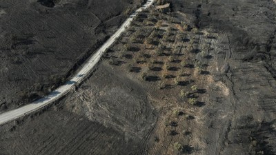 Kebakaran Hutan di Keratea Dekat Athena, Lahan Luas Hangus