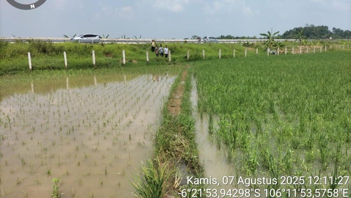 Lahan sawah di pinggir Tol Serang-Panimbang (Serpan), perbatasan Cibadak dan Cikulur, Kabupaten Lebak, Banten, terendam banjir. (Dok istimewa).